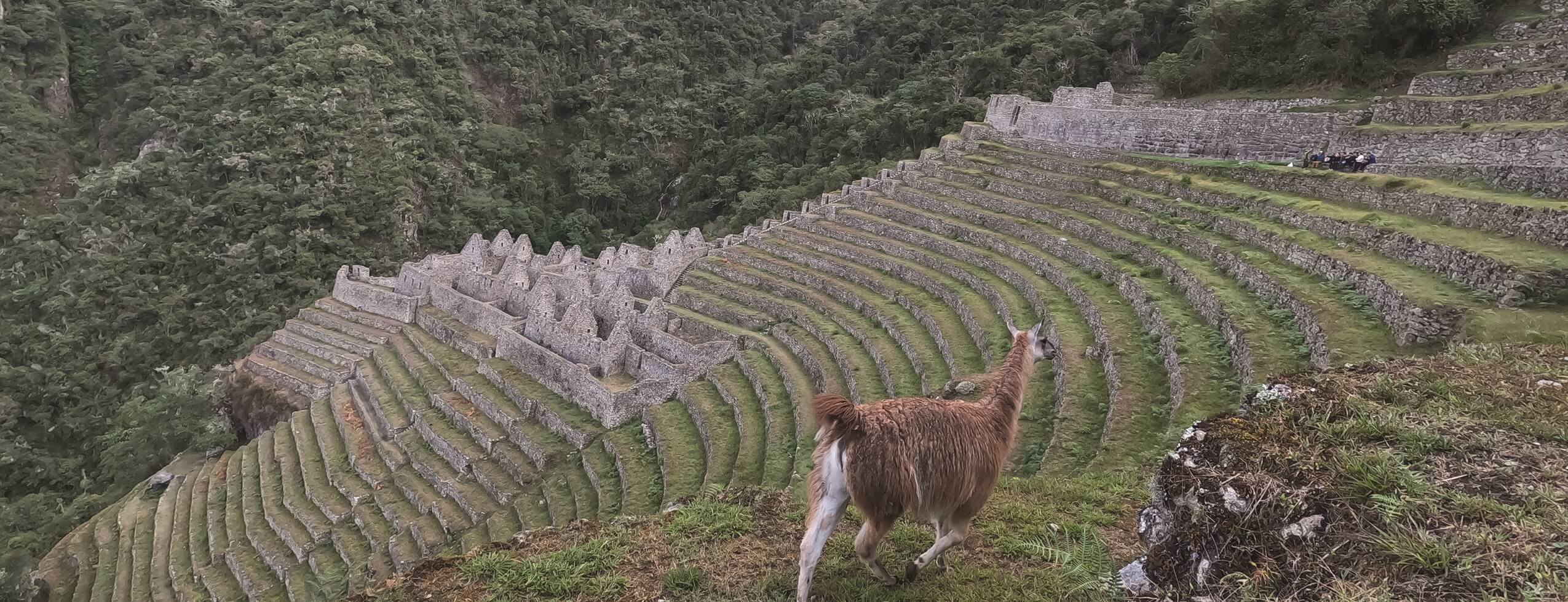 inca trail, Wiñay huayna